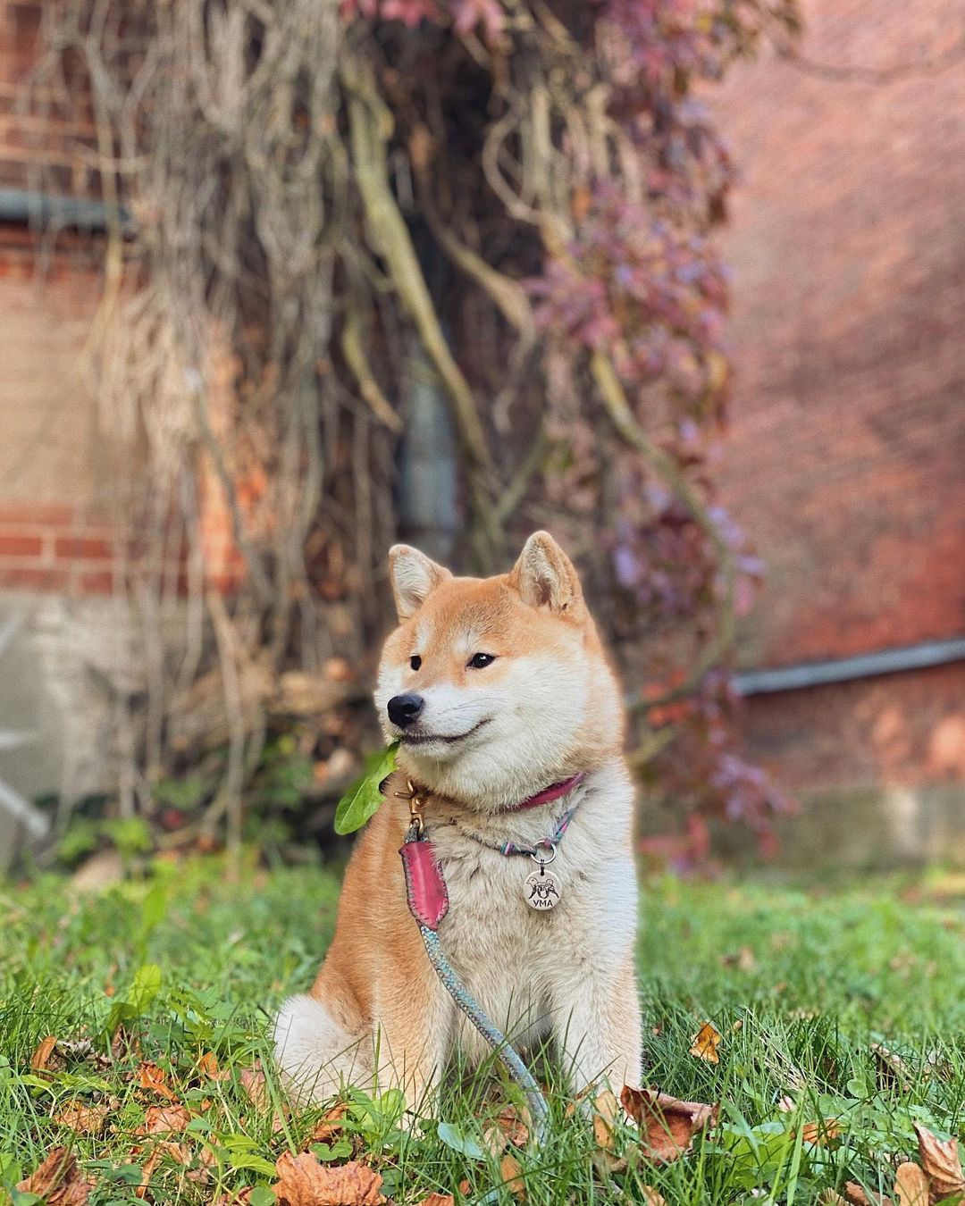 17 Cool Facts About Shiba Inu 10