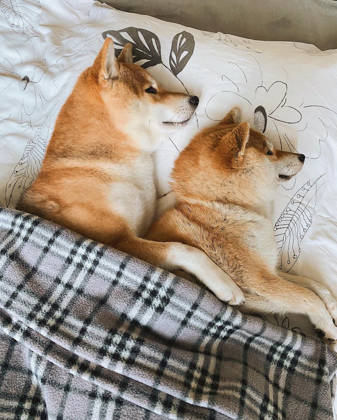 17 Cool Facts About Shiba Inu 11