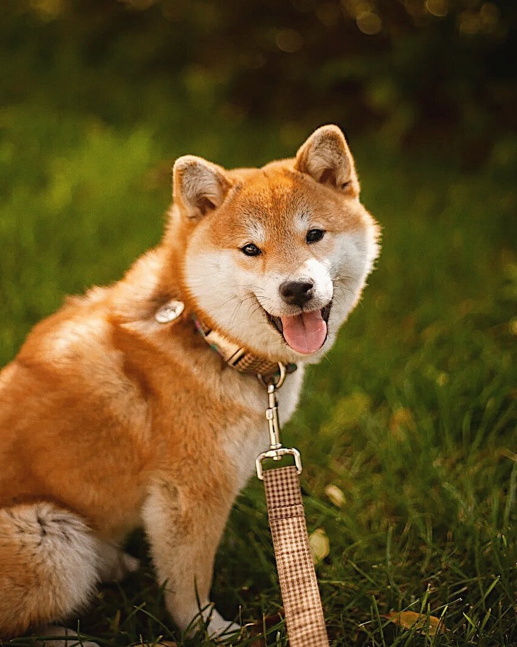 17 Cool Facts About Shiba Inu 9