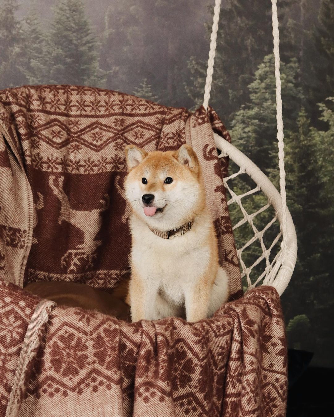 17 Cool Facts About Shiba Inu 10