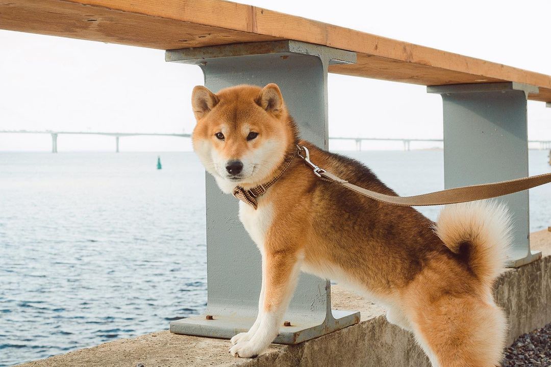 17 Cool Facts About Shiba Inu 11
