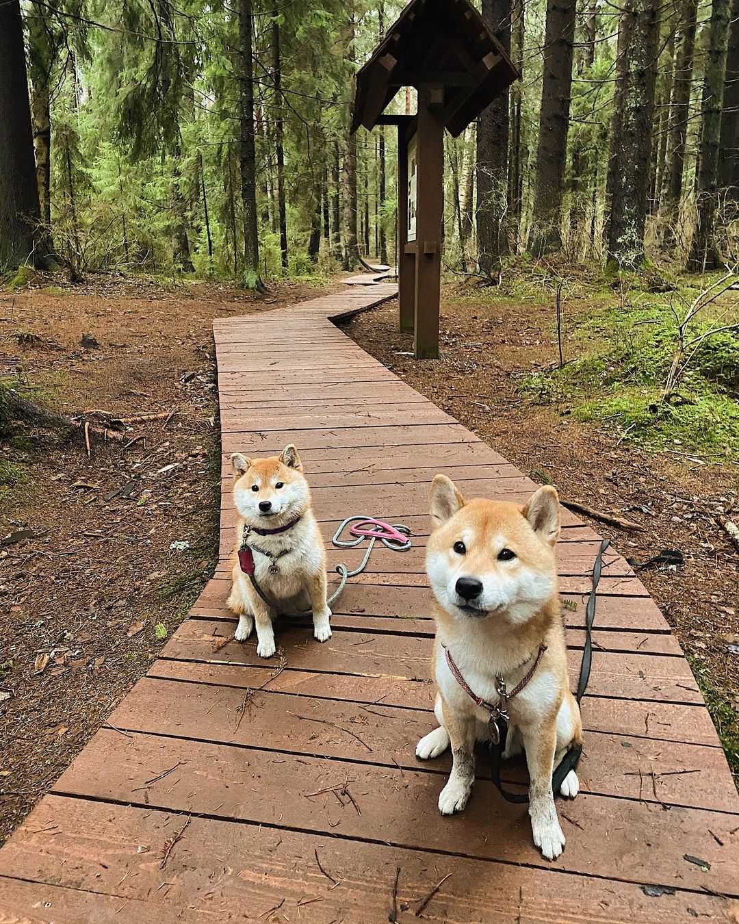 17 Cool Facts About Shiba Inu 7 17 Cool Facts About Shiba Inu 7