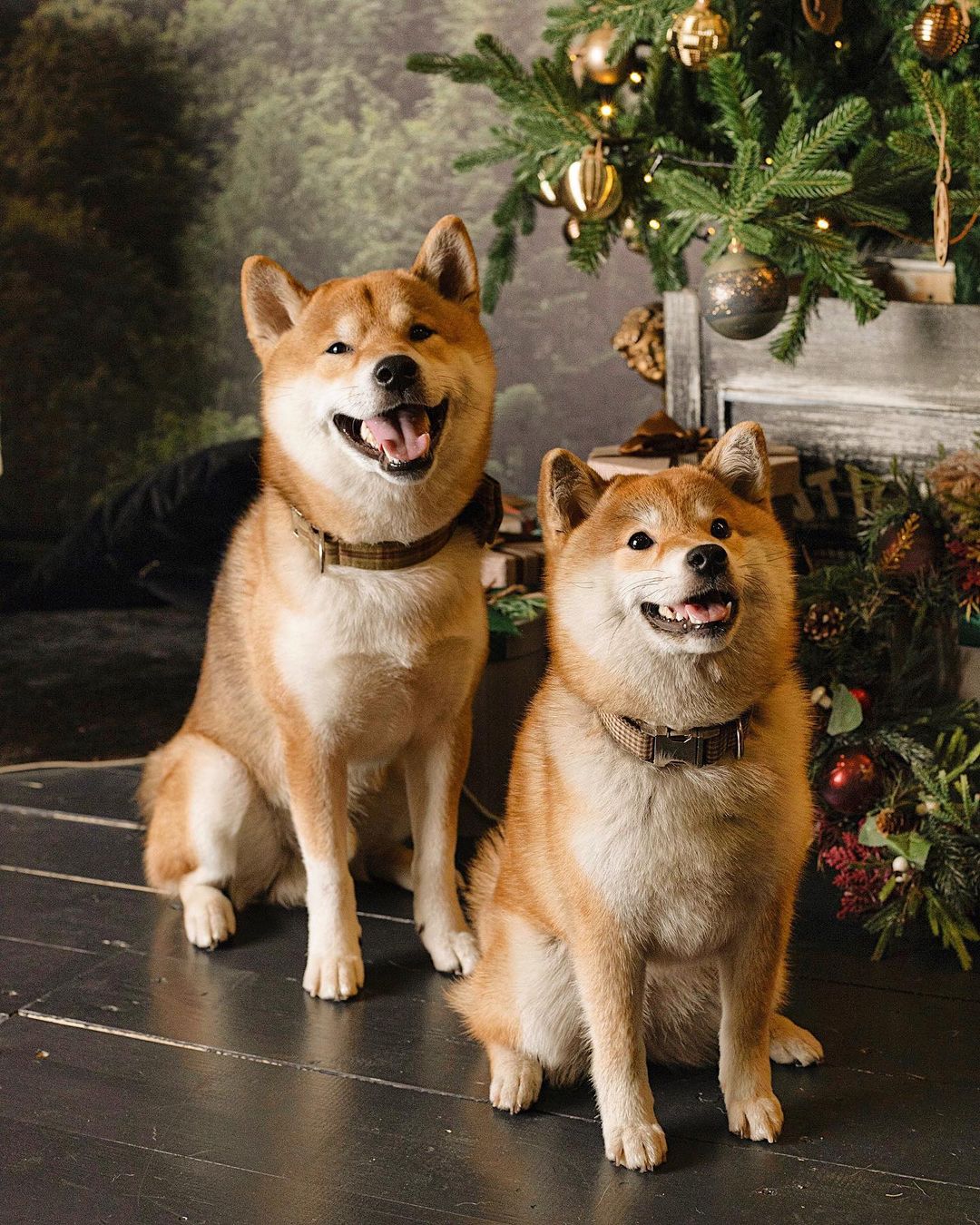 17 Cool Facts About Shiba Inu 8 17 Cool Facts About Shiba Inu 8