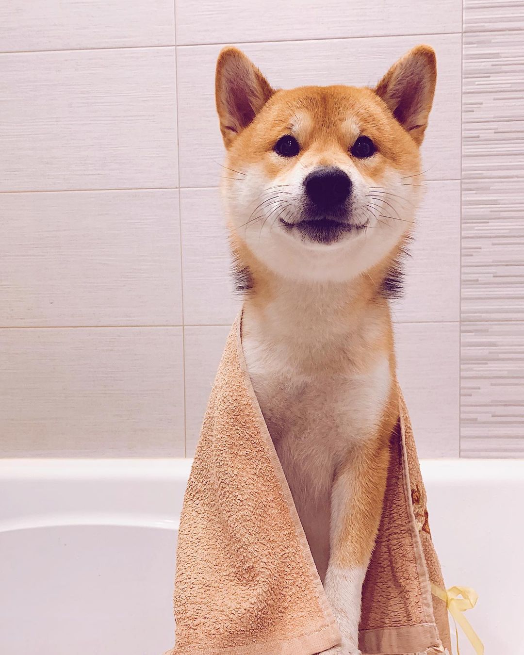 15 Interesting Facts About Shiba Inu 9