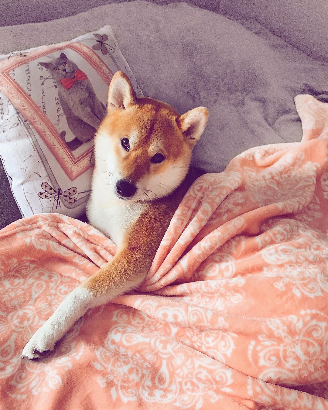 15 Interesting Facts About Shiba Inu 10