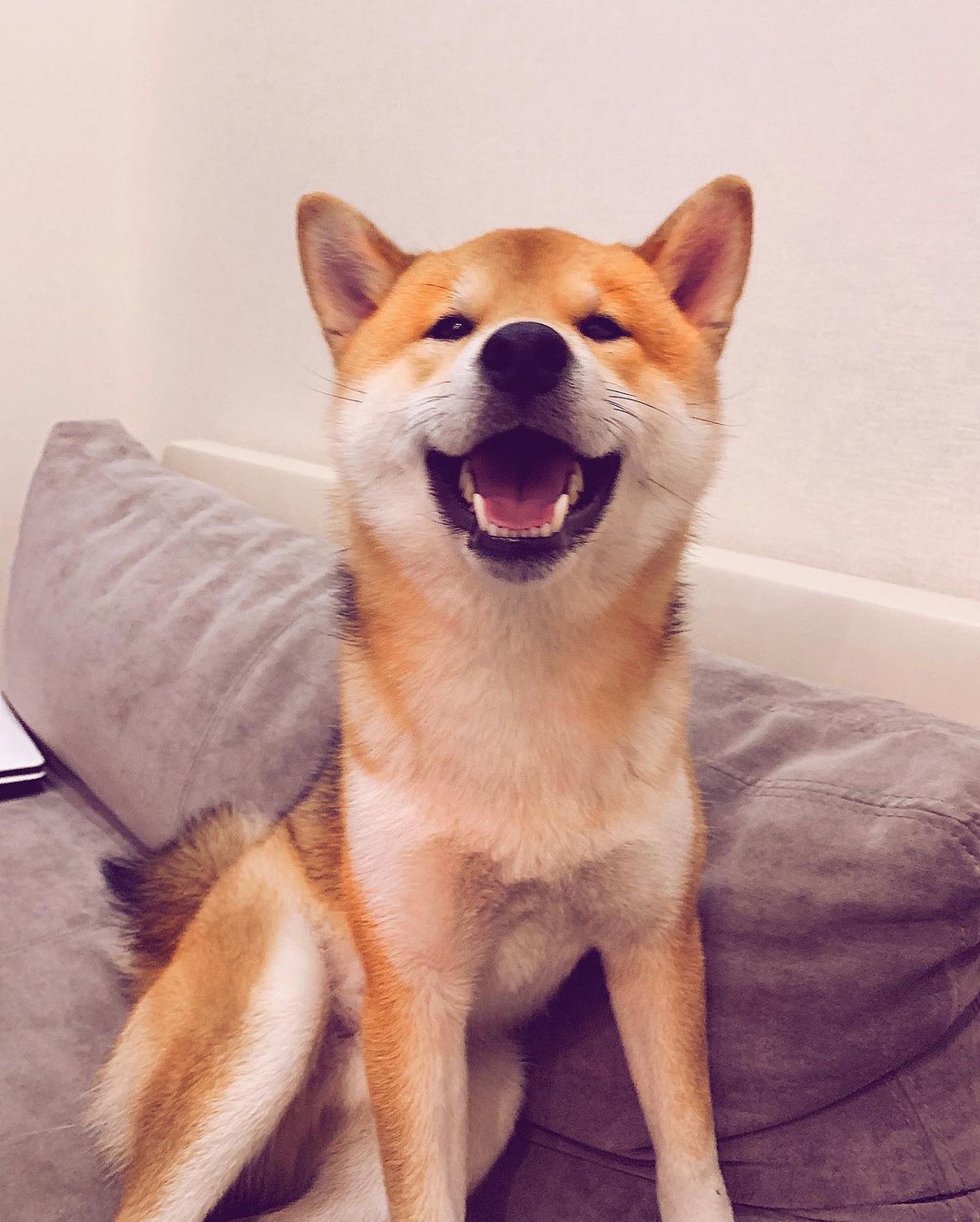 15 Interesting Facts About Shiba Inu 11