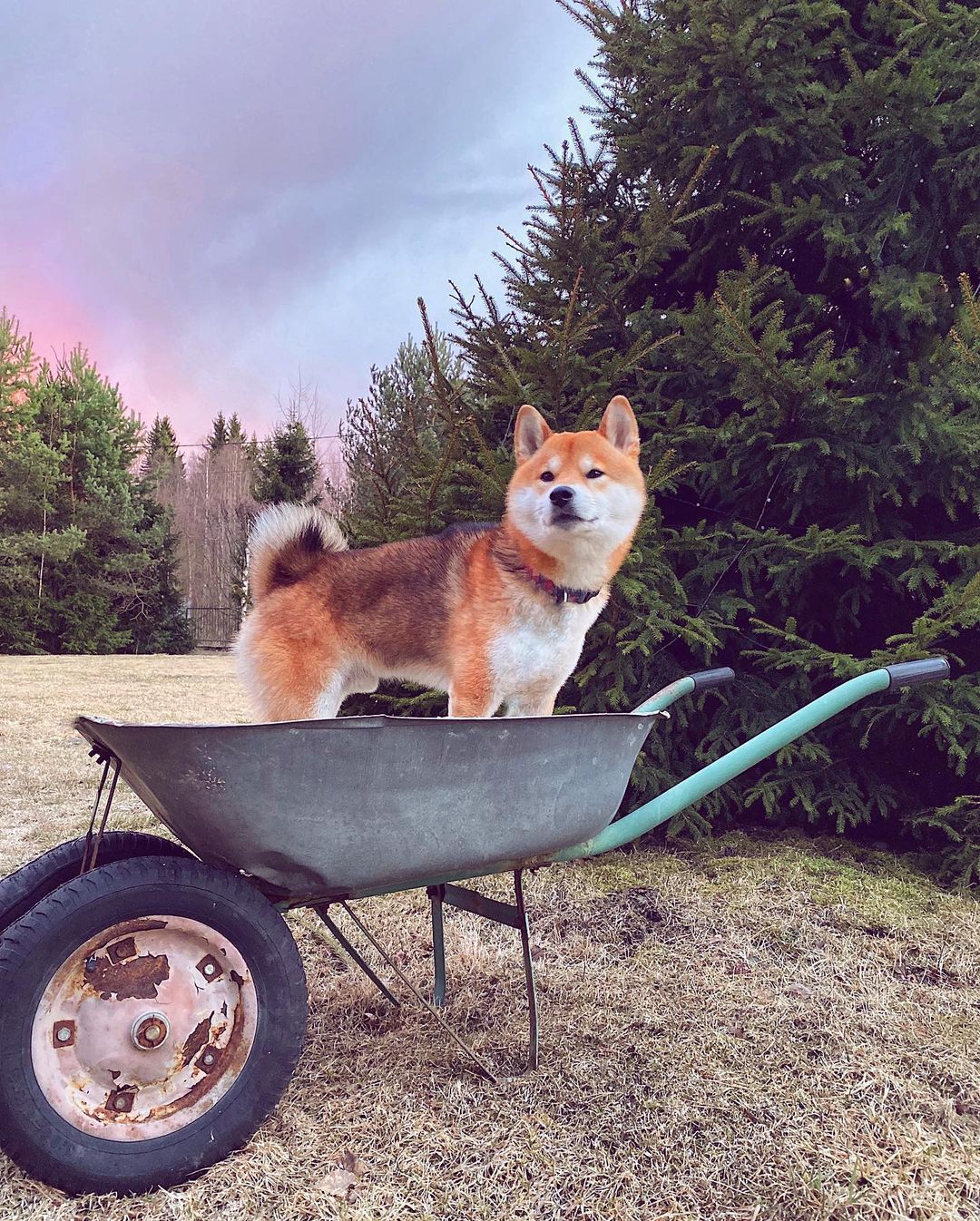 15 Interesting Facts About Shiba Inu 10