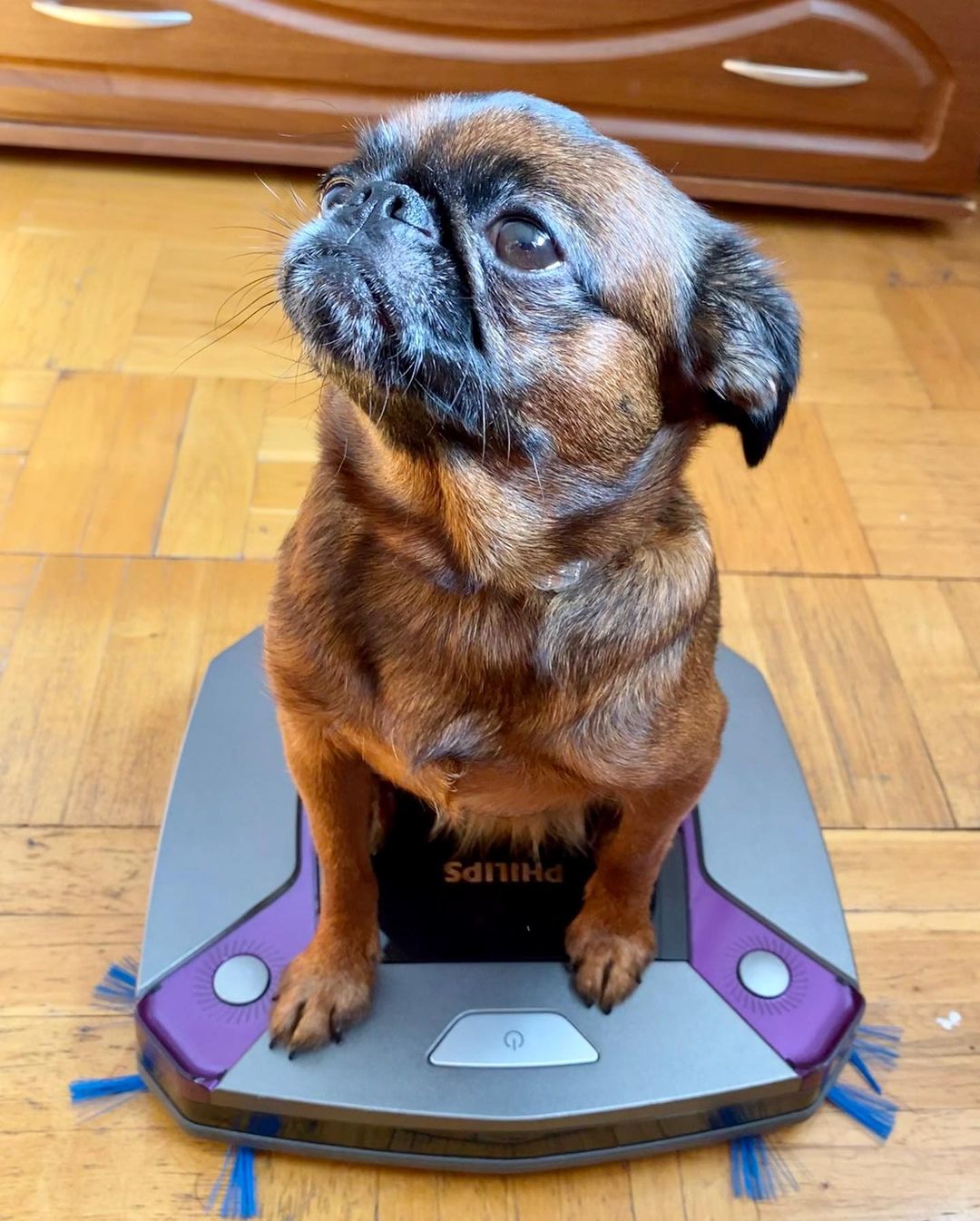 15 Cool Facts About Brussels Griffons 9 15 Cool Facts About Brussels Griffons 9