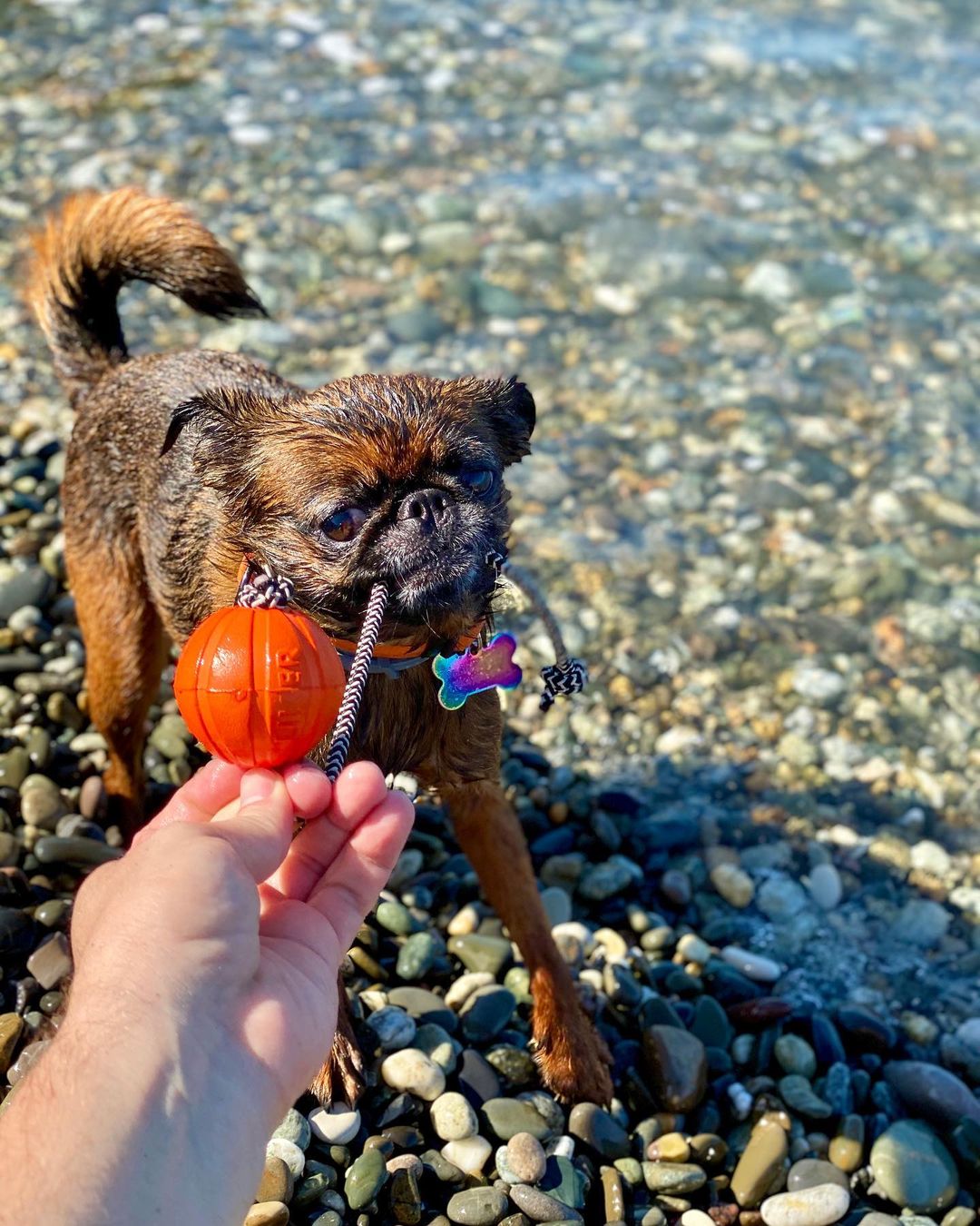 15 Cool Facts About Brussels Griffons 9