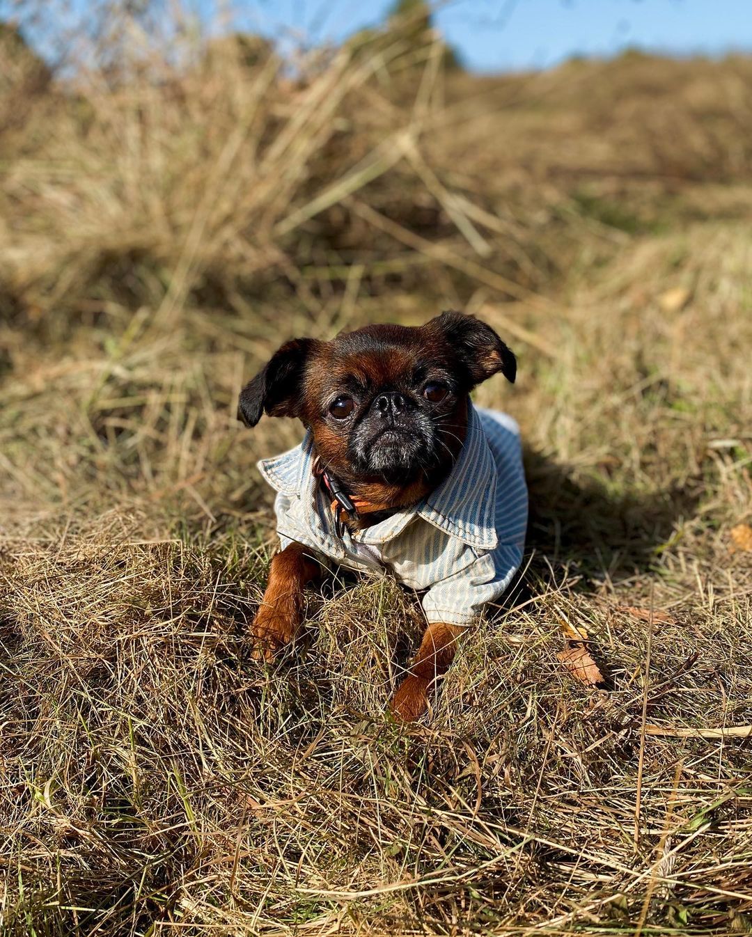 15 Cool Facts About Brussels Griffons 10