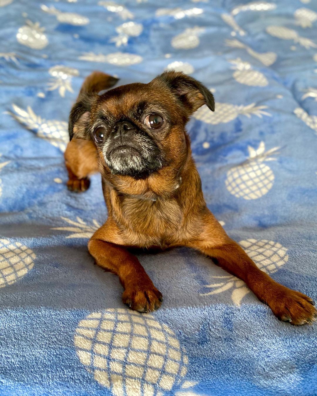 15 Cool Facts About Brussels Griffons 11