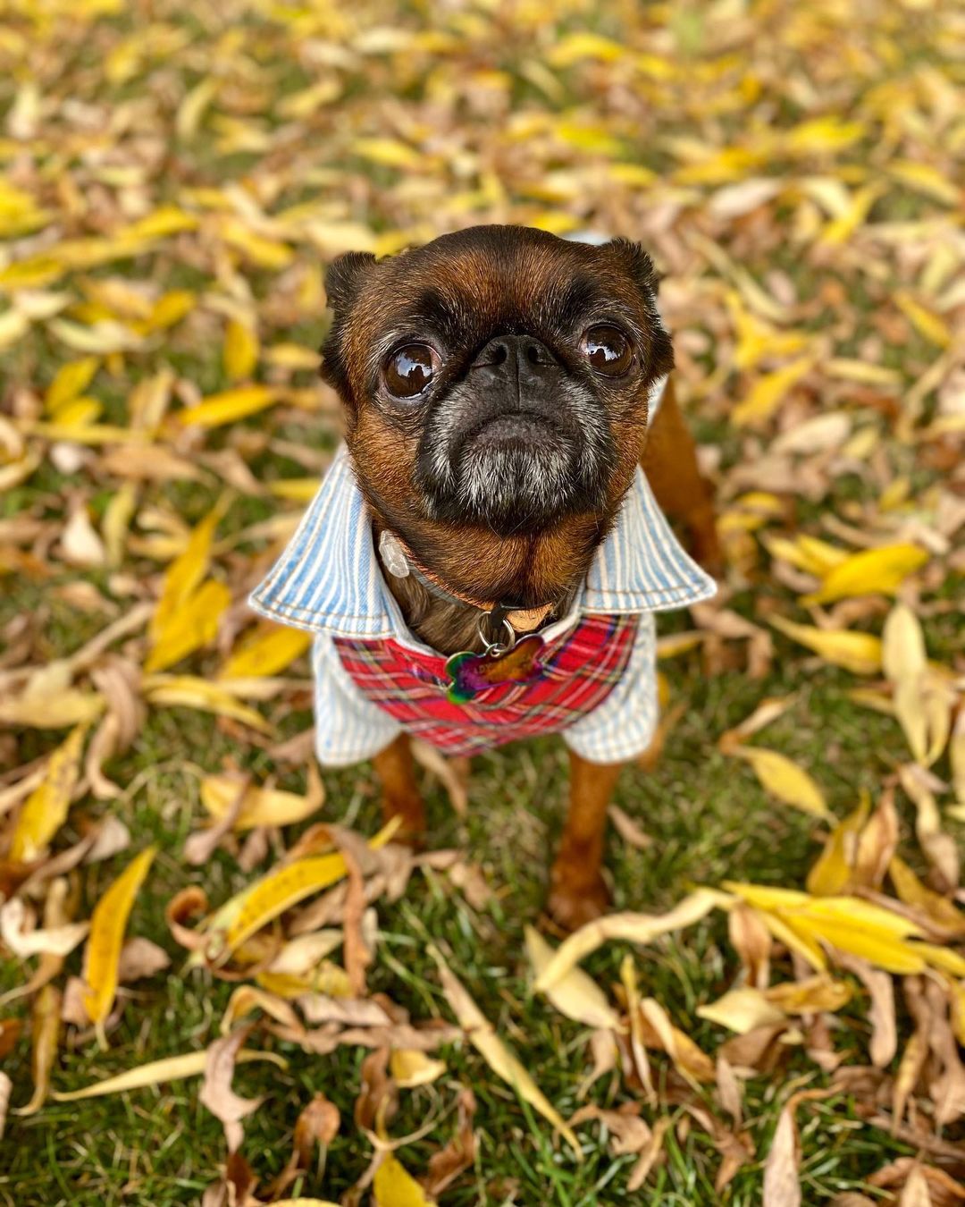 15 Amazing Facts About Brussels Griffons You Probably Never Knew 9 15 Amazing Facts About Brussels Griffons You Probably Never Knew 9