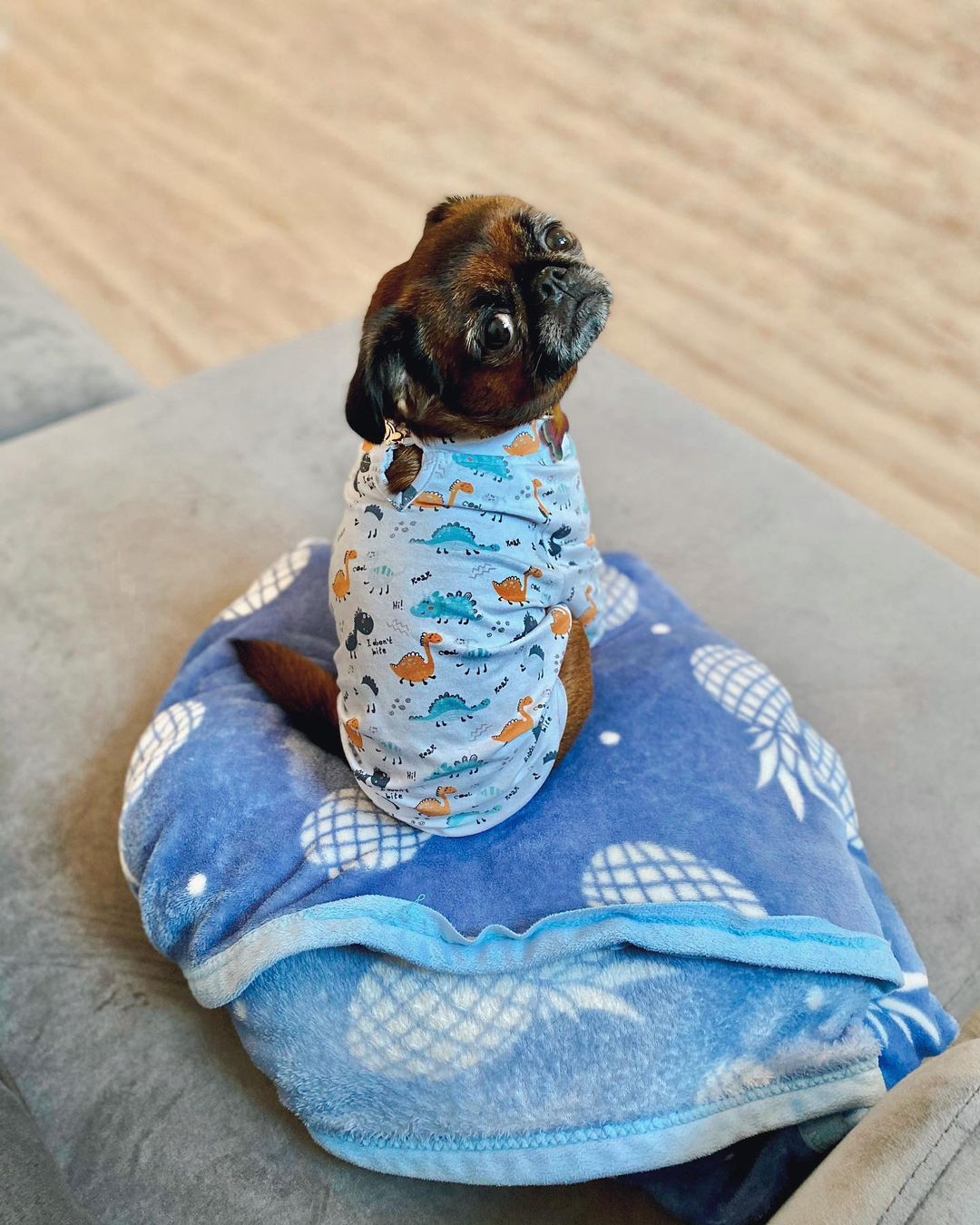 15 Amazing Facts About Brussels Griffons You Probably Never Knew 10 15 Amazing Facts About Brussels Griffons You Probably Never Knew 10