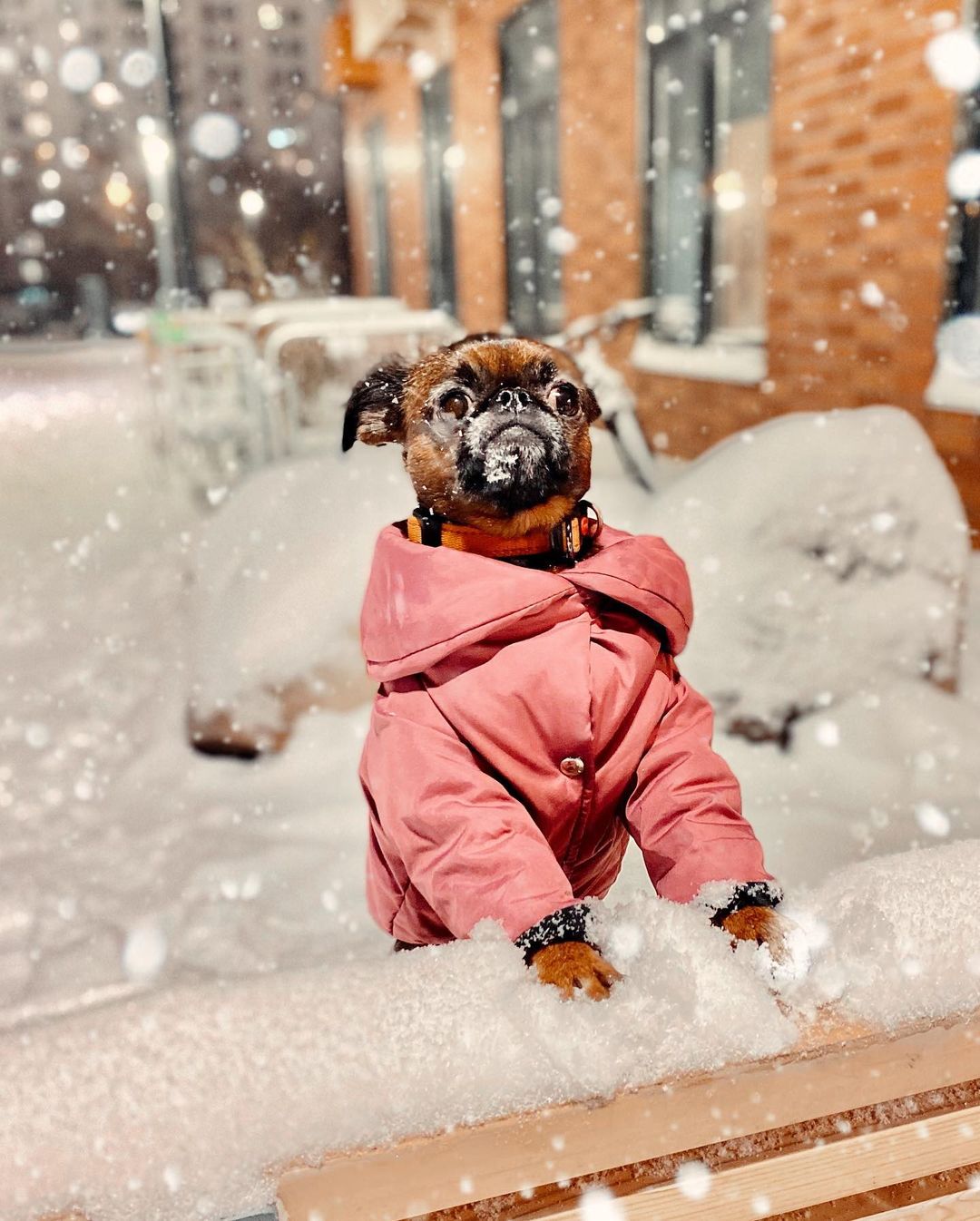 15 Amazing Facts About Brussels Griffons You Probably Never Knew 11 15 Amazing Facts About Brussels Griffons You Probably Never Knew 11