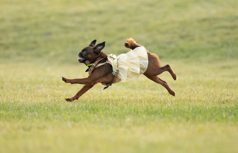 15 Cool Facts About Brussels Griffons 10 15 Cool Facts About Brussels Griffons 10