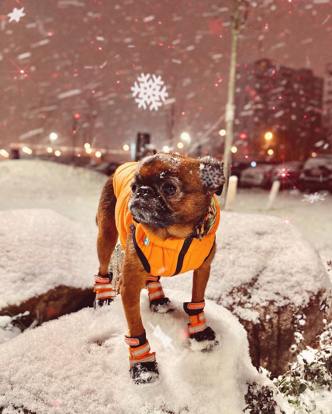 15 Amazing Facts About Brussels Griffons You Probably Never Knew 9