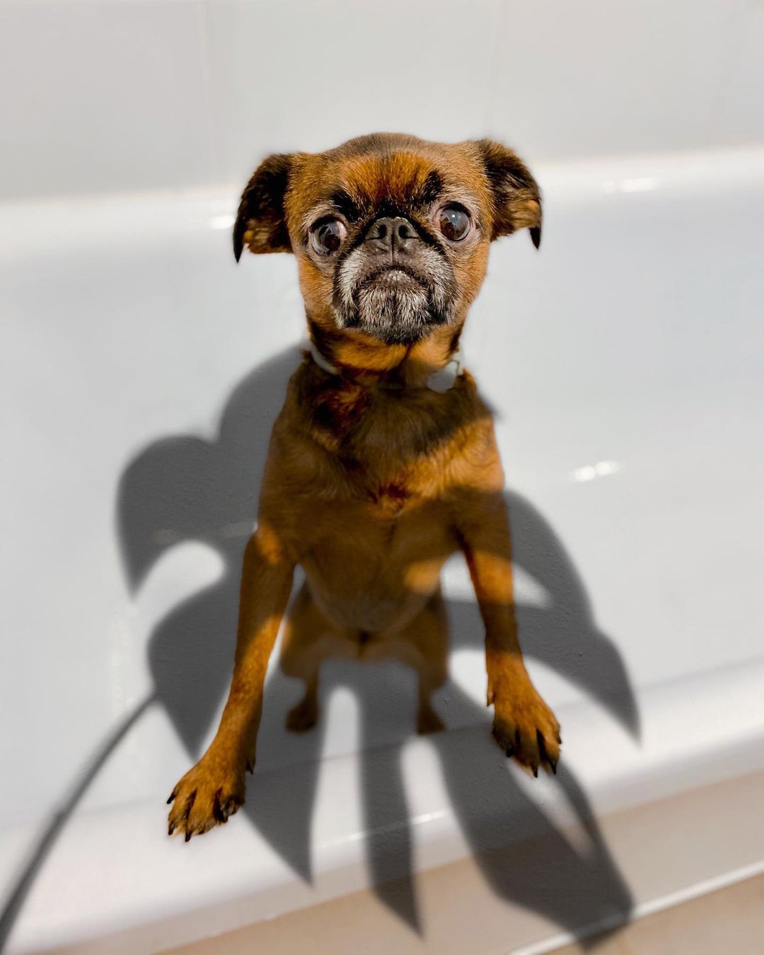 15 Amazing Facts About Brussels Griffons You Probably Never Knew 10