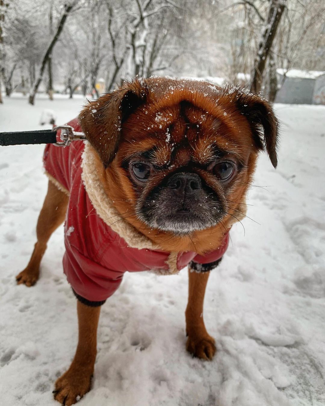 15 Amazing Facts About Brussels Griffons You Probably Never Knew 11