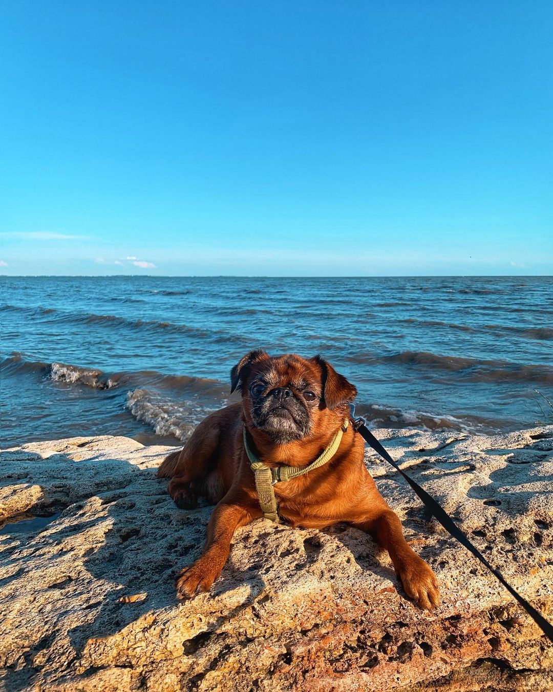 15 Amazing Facts About Brussels Griffons You Probably Never Knew 9