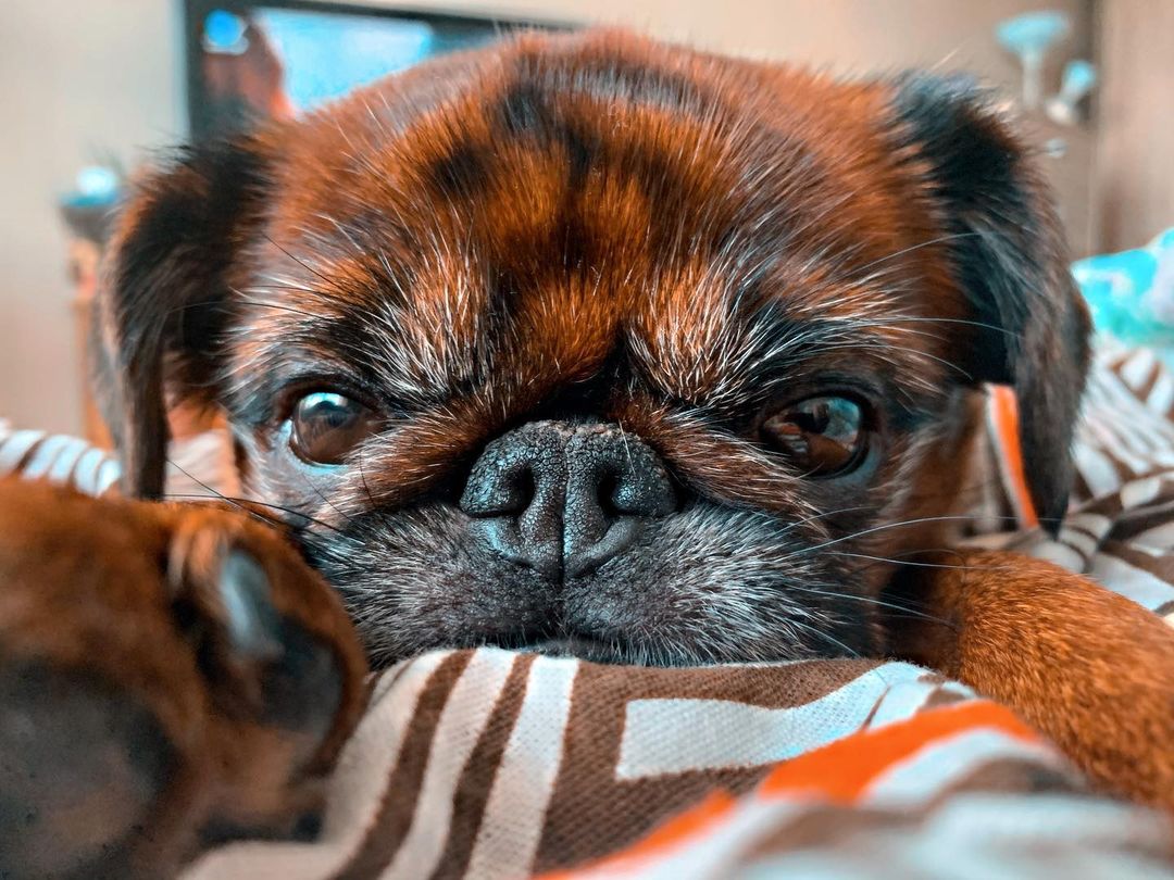 15 Amazing Facts About Brussels Griffons You Probably Never Knew 10