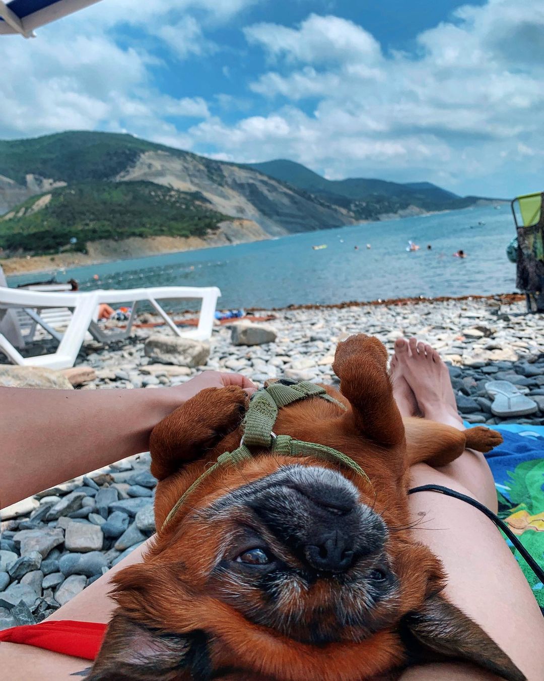 15 Amazing Facts About Brussels Griffons You Probably Never Knew 10 15 Amazing Facts About Brussels Griffons You Probably Never Knew 10