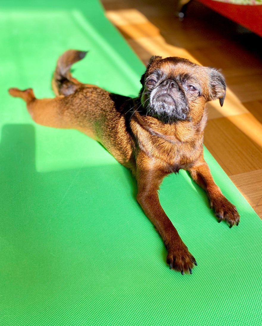 15 Cool Facts About Brussels Griffons 11 15 Cool Facts About Brussels Griffons 11