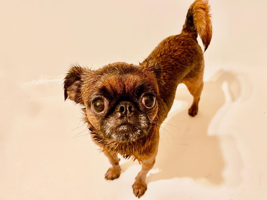 15 Amazing Facts About Brussels Griffons You Probably Never Knew 11 15 Amazing Facts About Brussels Griffons You Probably Never Knew 11