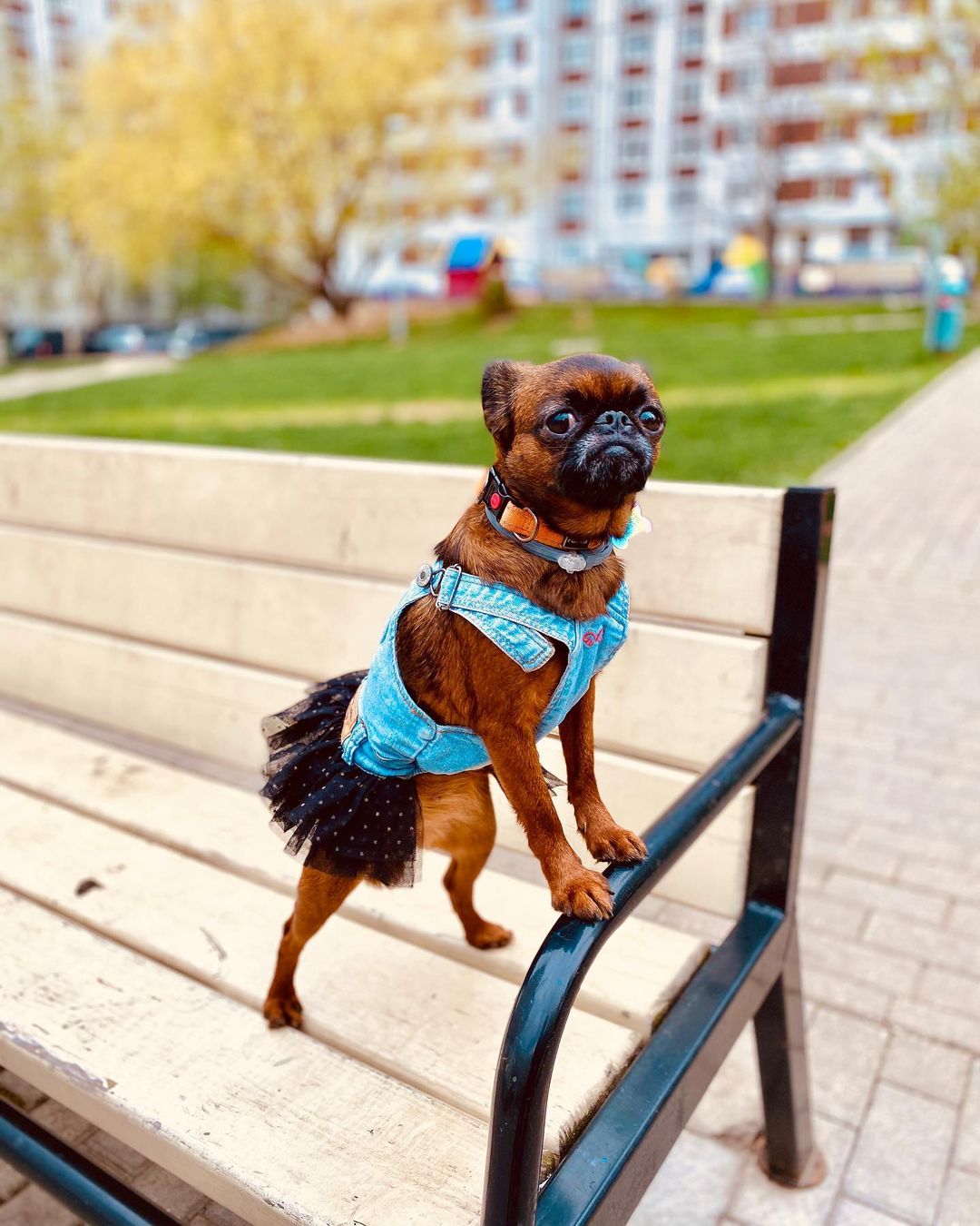 16 Interesting Facts About Brussels Griffons 9