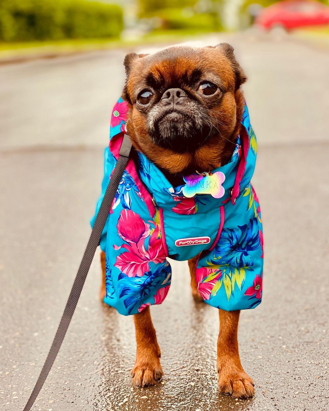 16 Interesting Facts About Brussels Griffons 10