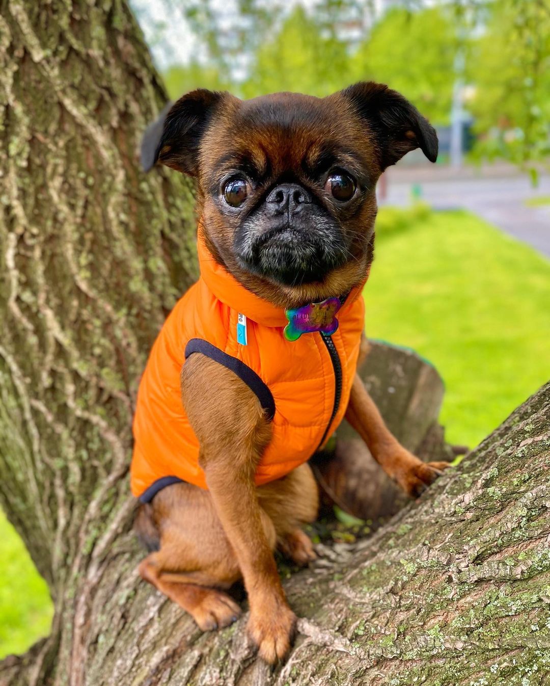 16 Interesting Facts About Brussels Griffons 11
