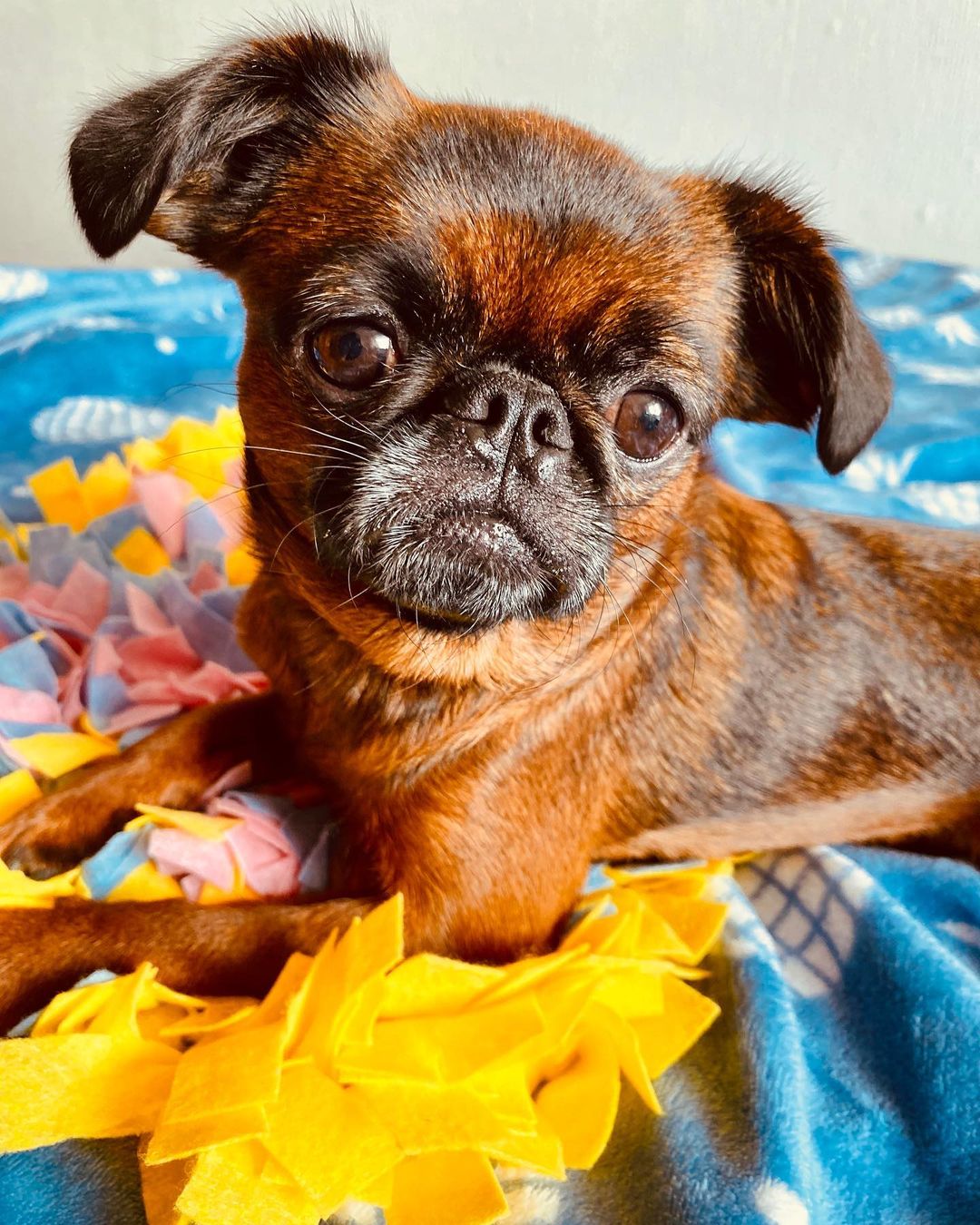 16 Interesting Facts About Brussels Griffons 9