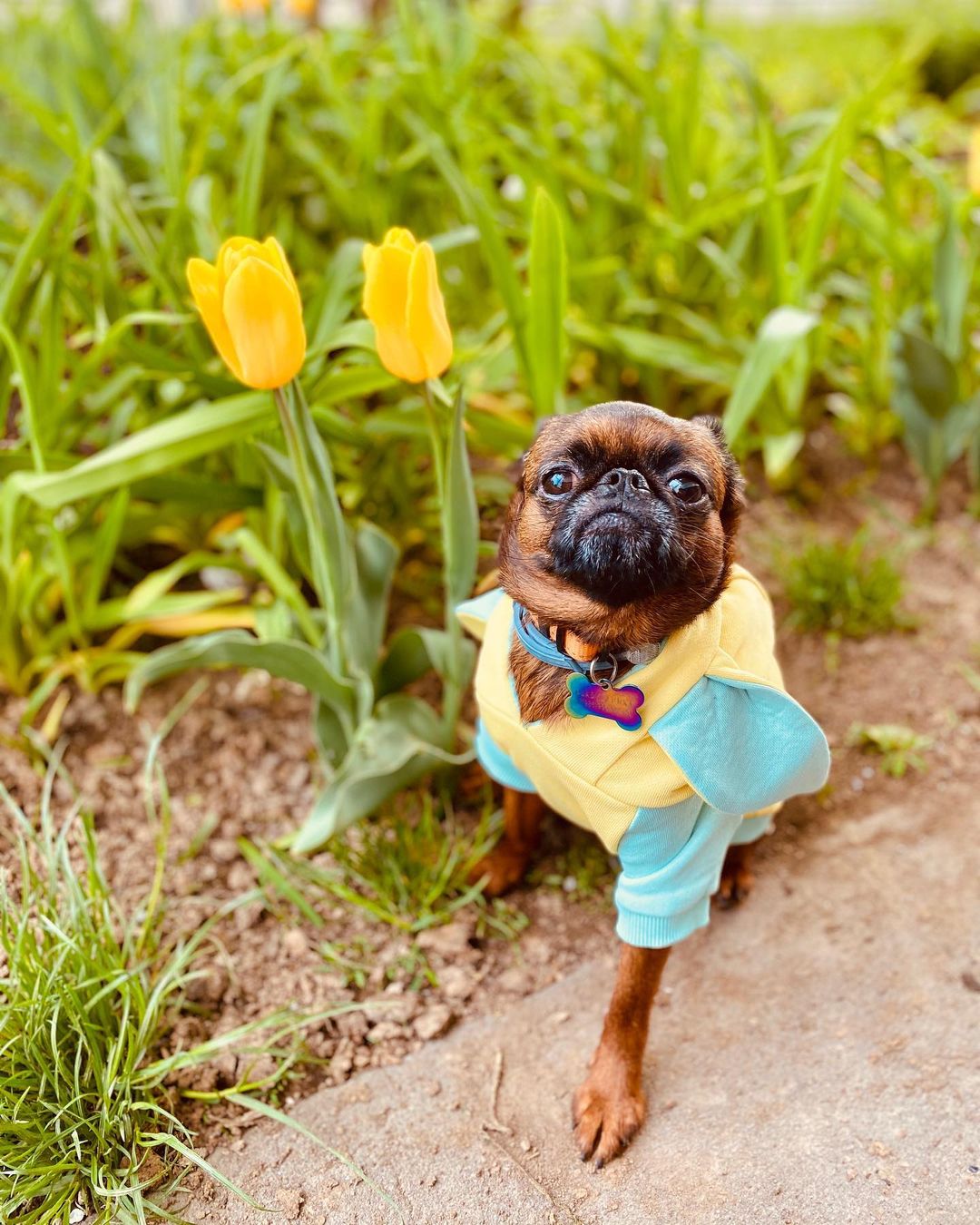 16 Interesting Facts About Brussels Griffons 10