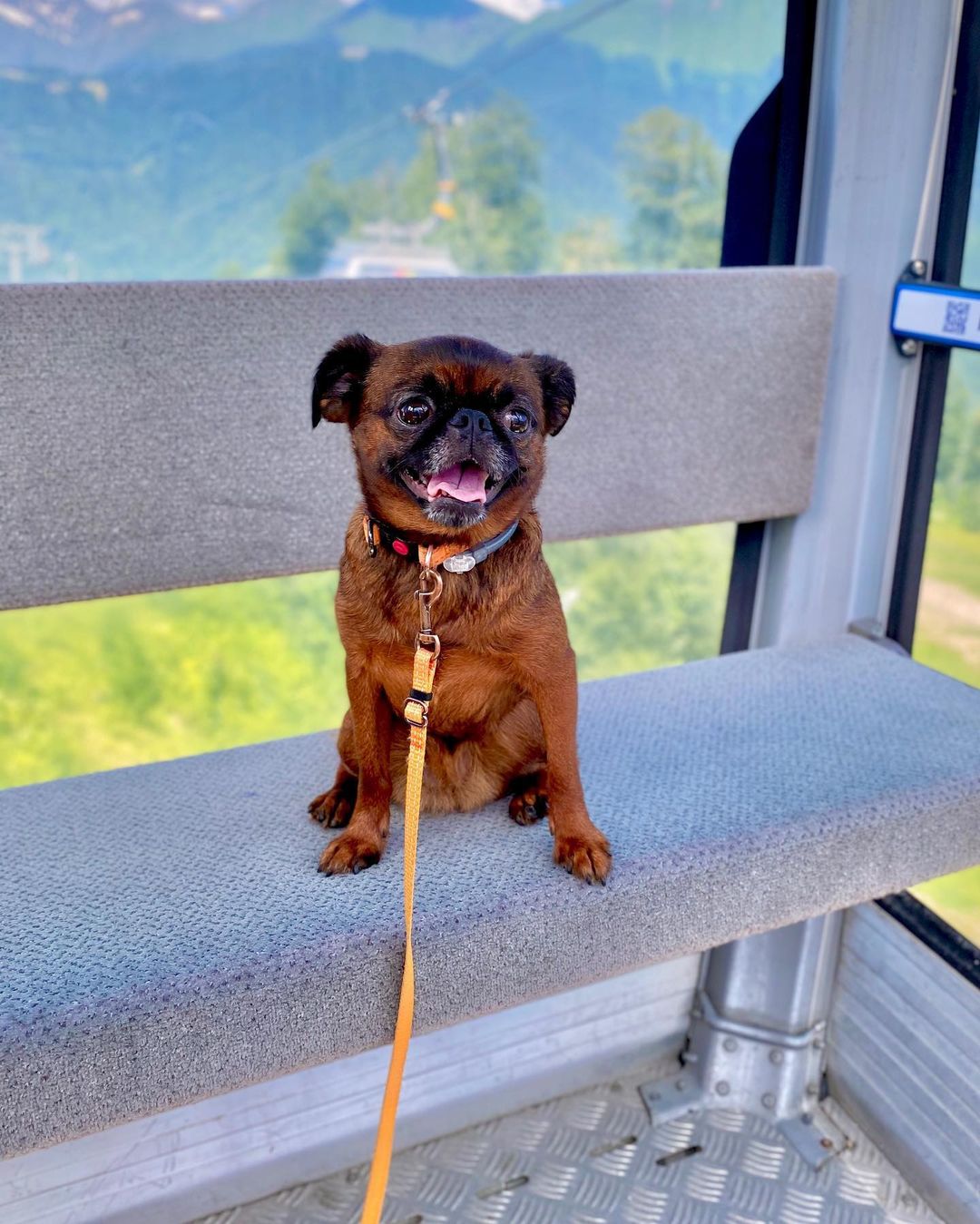 16 Interesting Facts About Brussels Griffons 11