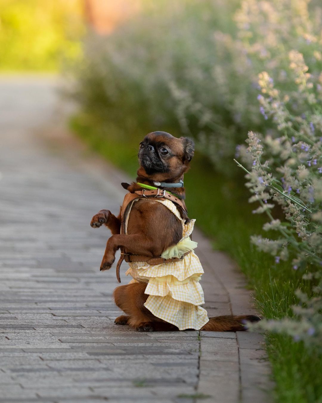 15 Cool Facts About Brussels Griffons 9