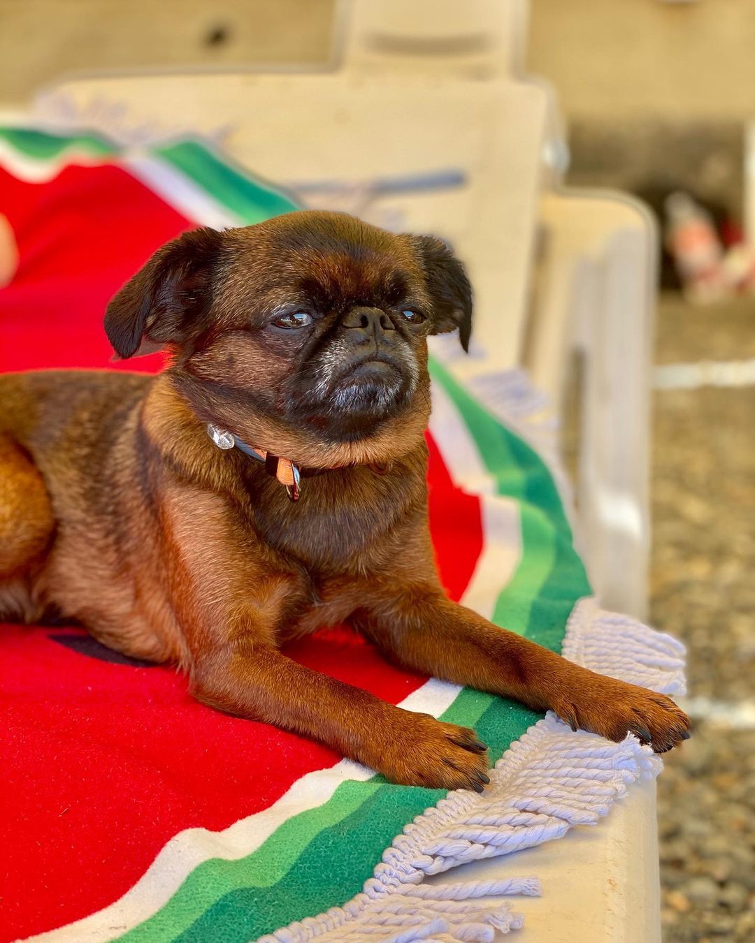 16 Interesting Facts About Brussels Griffons 9
