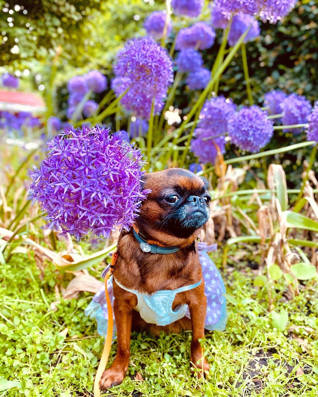 16 Interesting Facts About Brussels Griffons 10