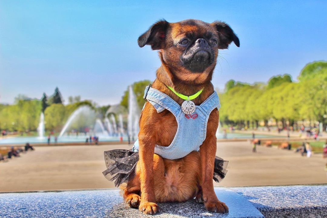 16 Interesting Facts About Brussels Griffons 11
