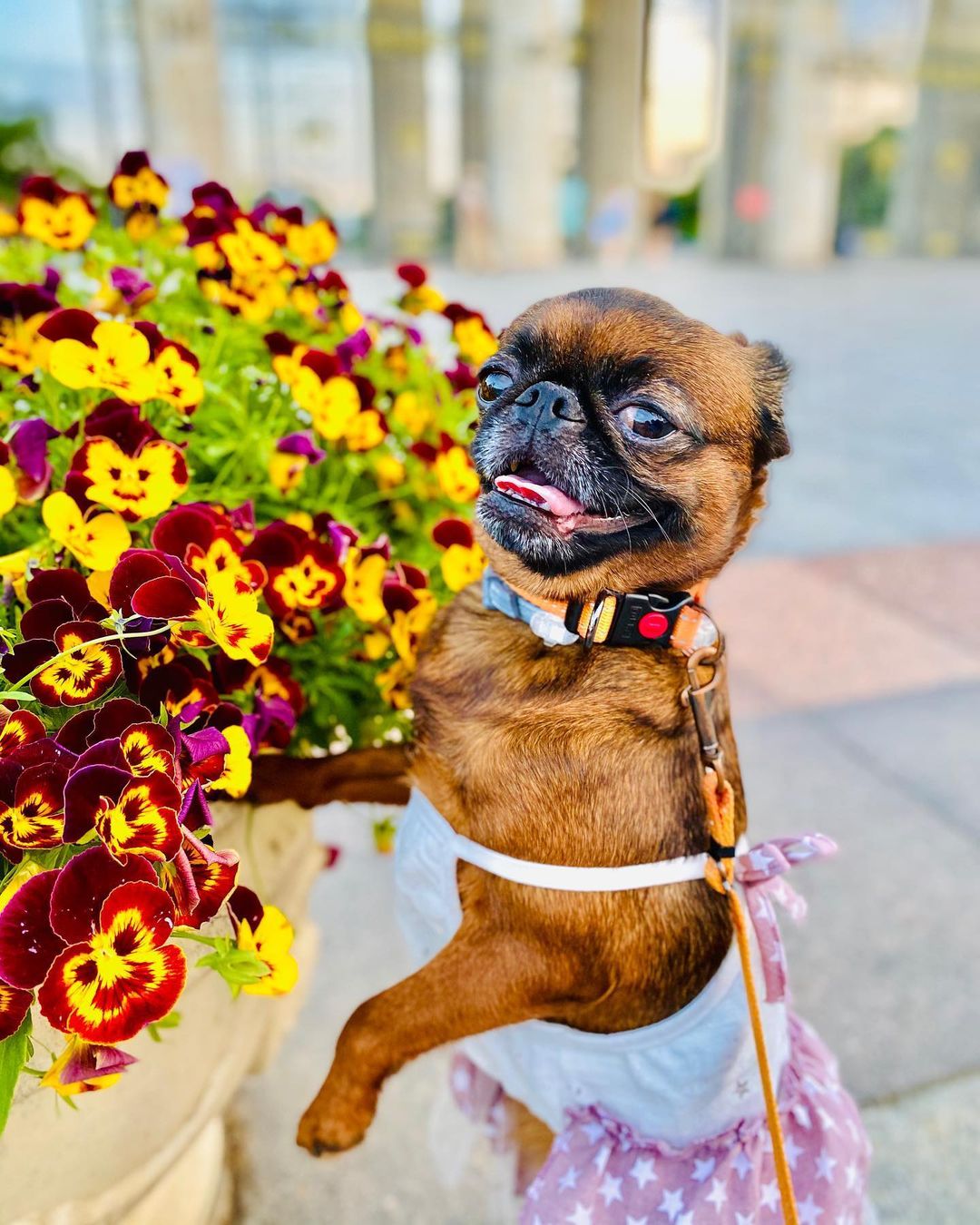 16 Interesting Facts About Brussels Griffons 9