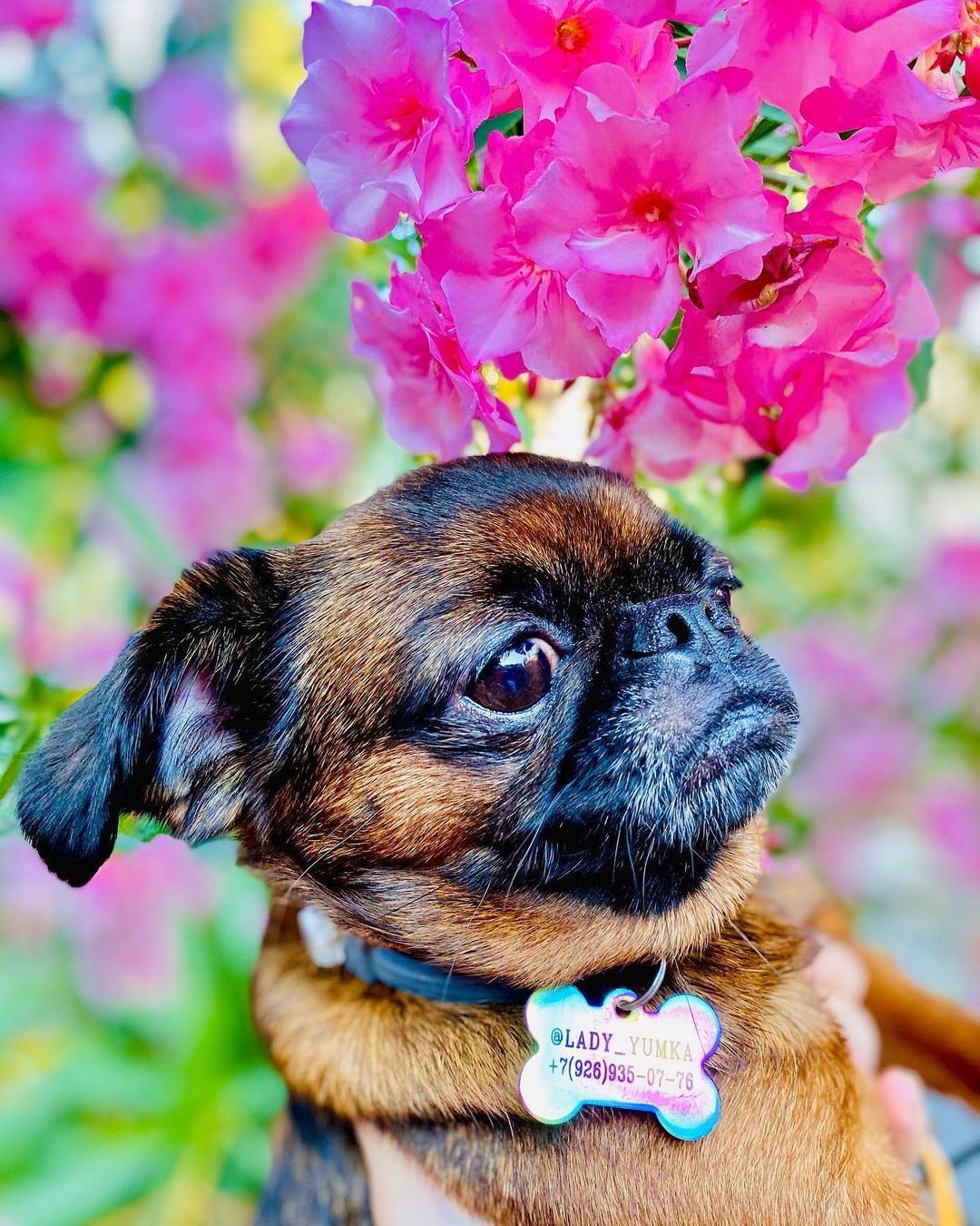 16 Interesting Facts About Brussels Griffons 10