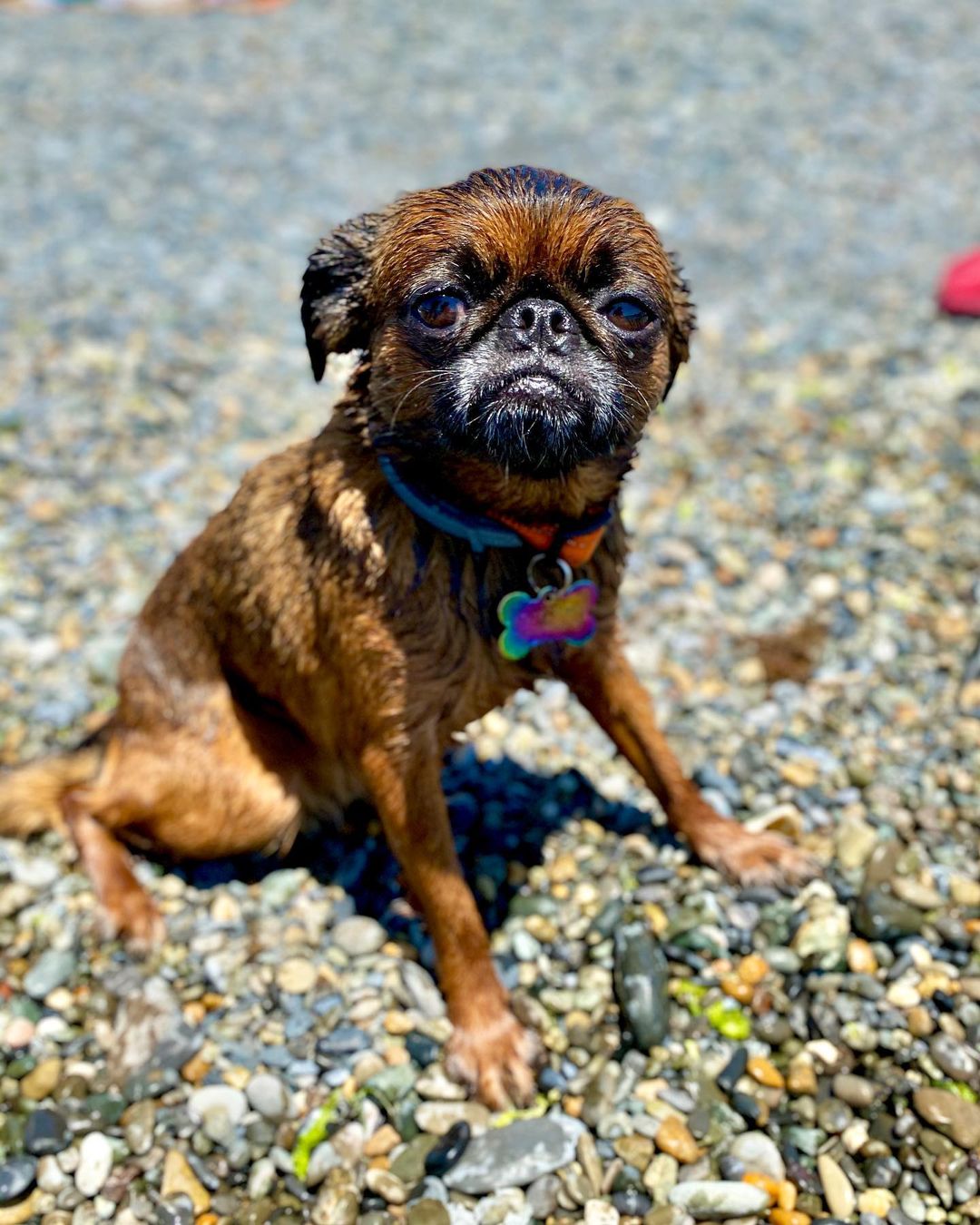 16 Interesting Facts About Brussels Griffons 11