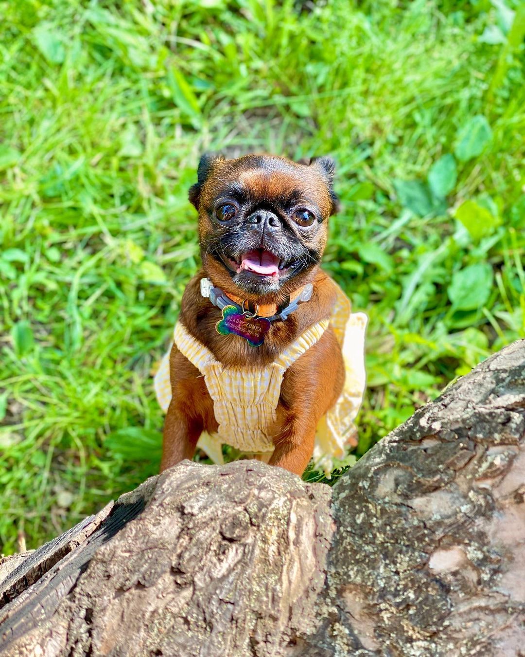16 Interesting Facts About Brussels Griffons 5