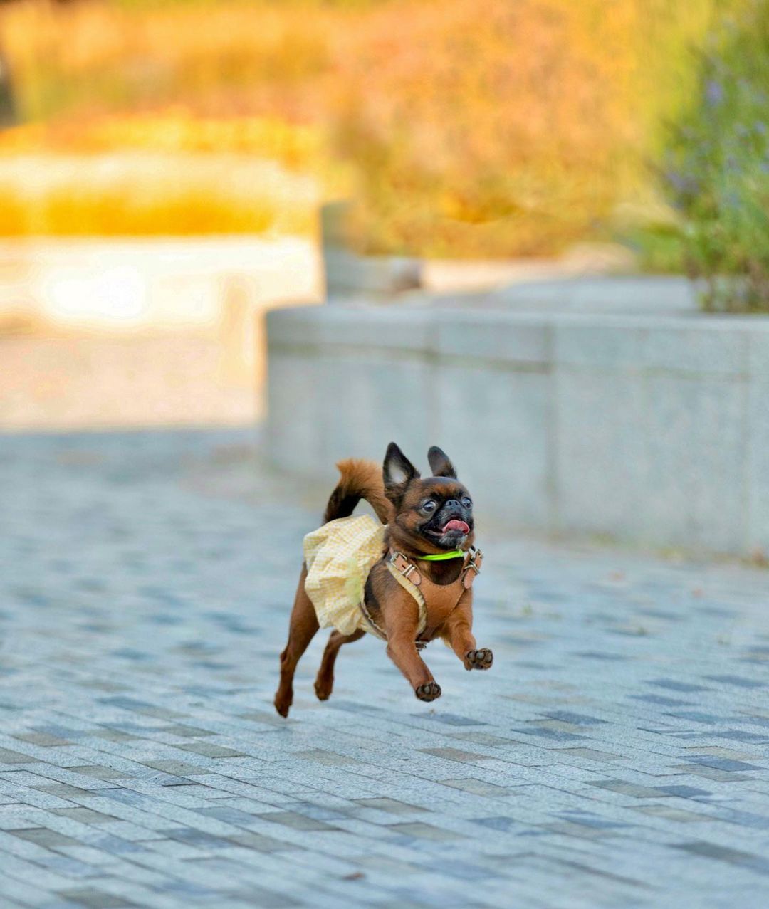 15 Cool Facts About Brussels Griffons 10