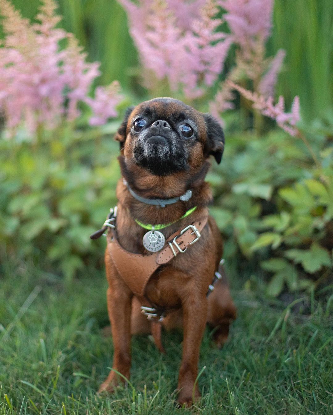 15 Cool Facts About Brussels Griffons 11