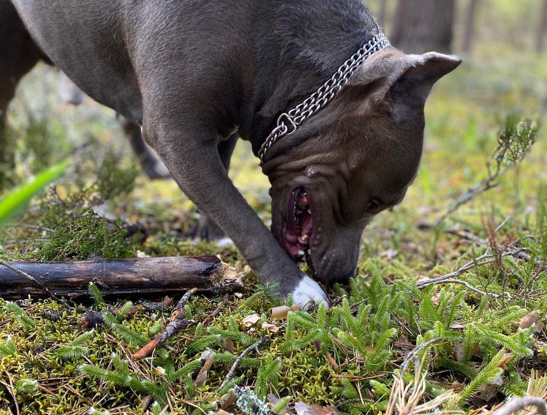 15 Amazing Facts About Staffordshire Bull Terriers You Probably Never Knew 11