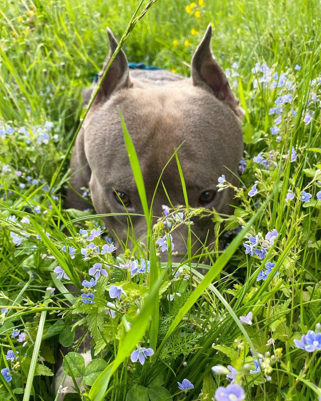 15 Amazing Facts About Staffordshire Bull Terriers You Probably Never Knew 10