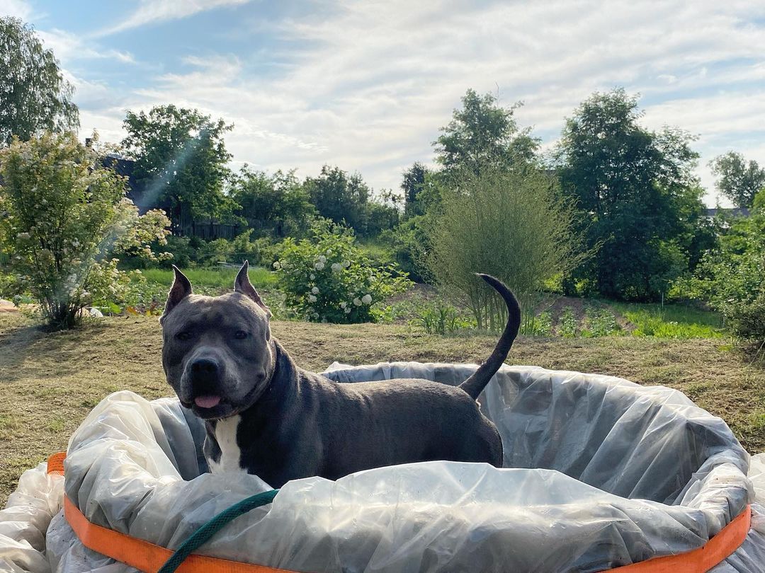 15 Amazing Facts About Staffordshire Bull Terriers You Probably Never Knew 11