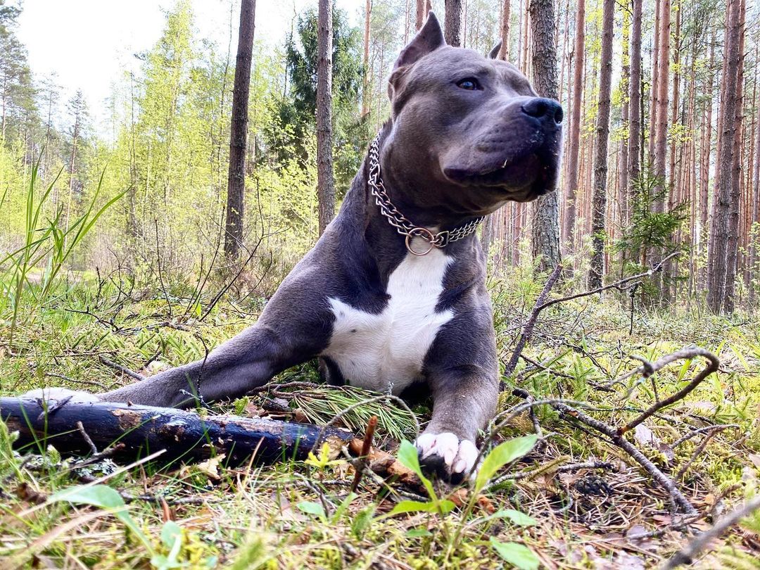 15 Amazing Facts About Staffordshire Bull Terriers You Probably Never Knew 9 15 Amazing Facts About Staffordshire Bull Terriers You Probably Never Knew 9