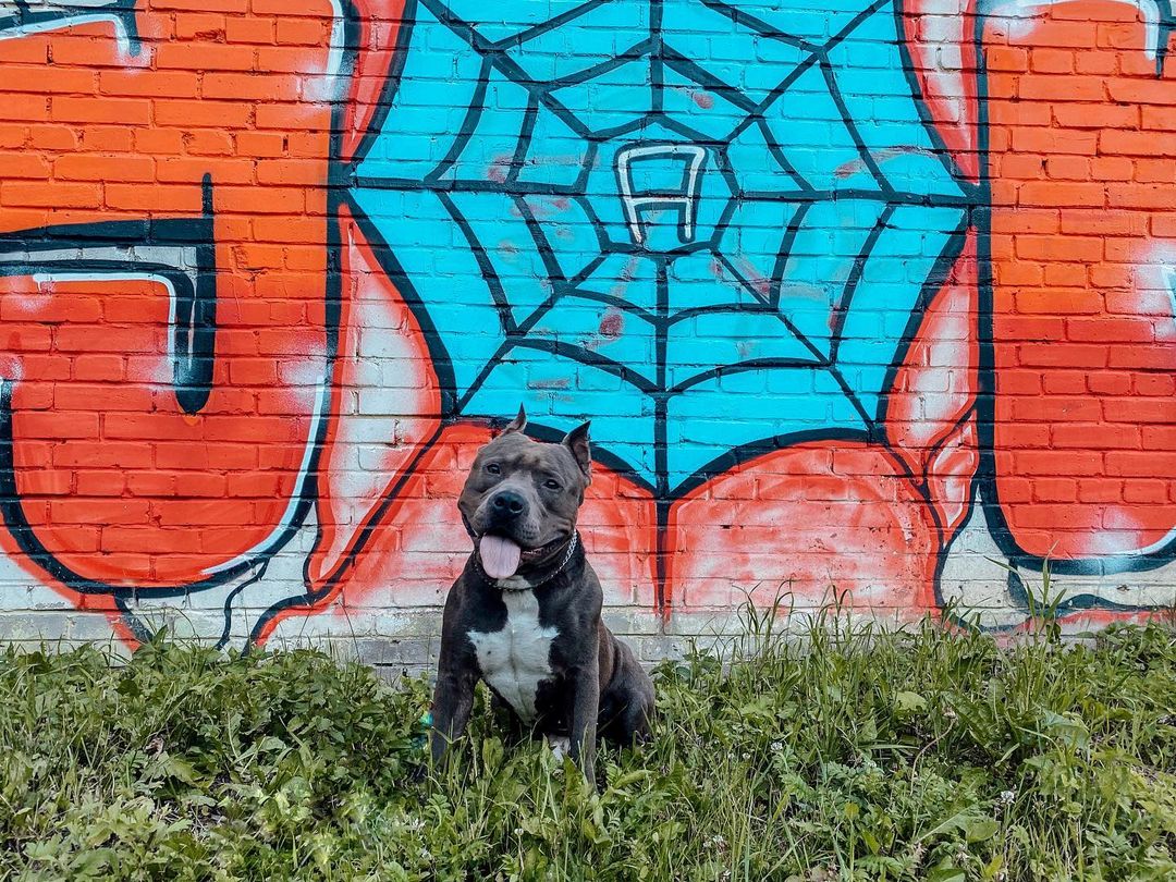 15 Cool Facts About Staffordshire Bull Terriers 9