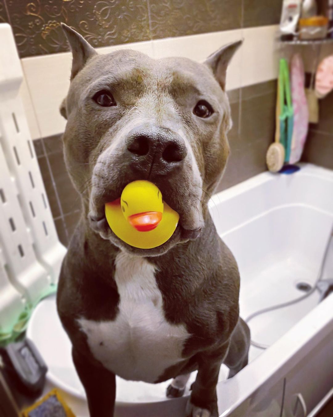 15 Cool Facts About Staffordshire Bull Terriers 10