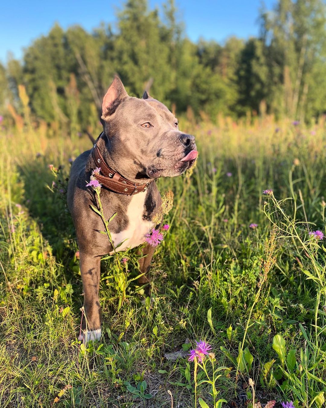 15 Cool Facts About Staffordshire Bull Terriers 11